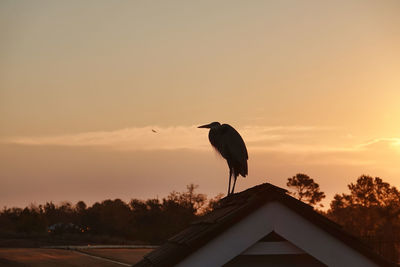 Bird perching on roof against sky during sunset