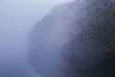 Trees in foggy weather