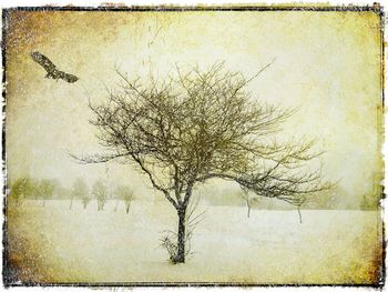 bare tree