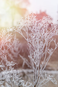 Close-up of frozen plant