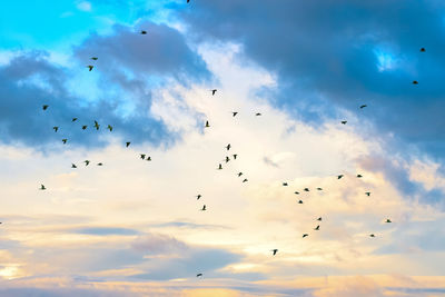 Low angle view of birds flying in sky