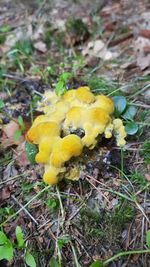 High angle view of yellow mushrooms growing on field
