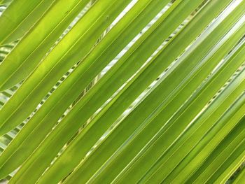 Full frame shot of palm leaves