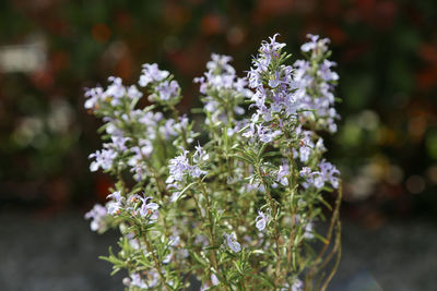 Close-up of white flowering plant