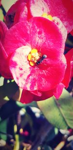 Close-up of pink rose flower