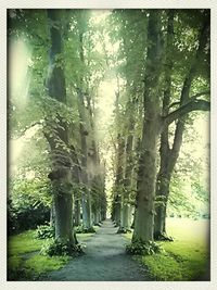 Road passing through forest