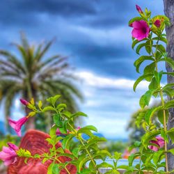 Close-up of flower tree against sky