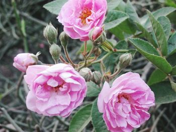 Close-up of pink flowers