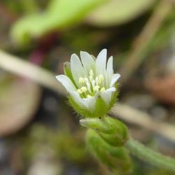 Close-up of white flowers blooming outdoors