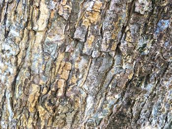 Full frame shot of tree trunk