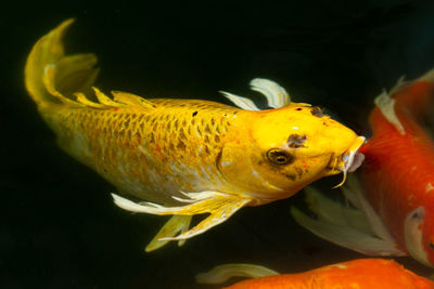 Close-up of fish swimming in sea