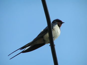 Low angle view of bird perching against clear blue sky