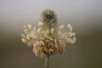 Close-up of flowers blooming outdoors