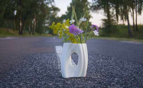 Close-up of purple flower on plant by road