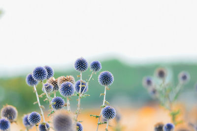 Close-up of thistle blooming on field