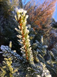 Close-up of snow covered pine tree