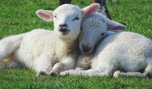 Close-up of sheep relaxing on field