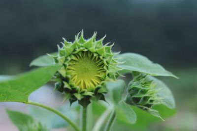 Close-up of green plant