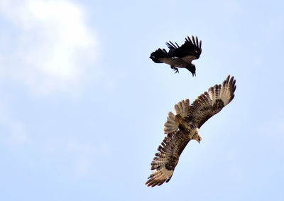 Low angle view of eagle flying in sky