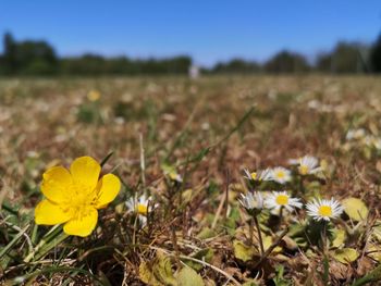 Close-up of yellow flowering plant on field
