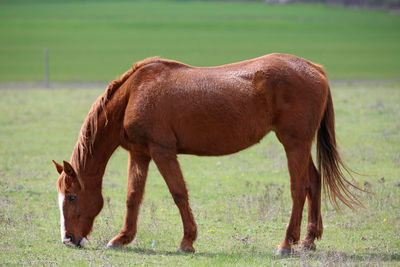 Horse grazing on field