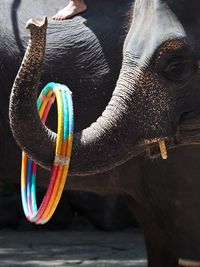 Close-up of elephant