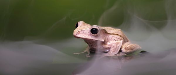 Close-up of lizard