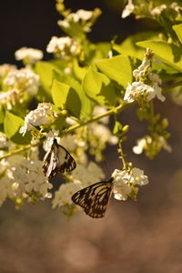 Close-up of butterfly pollinating on flowers