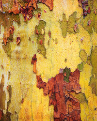 Closeup macro shot of yellow green red colorful bark of an old tree, sycamore