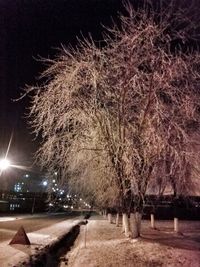 Illuminated trees at night