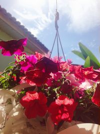 Close-up of pink flowers against sky