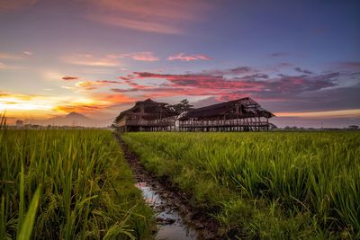 Scenic view of agricultural field against sky during sunset