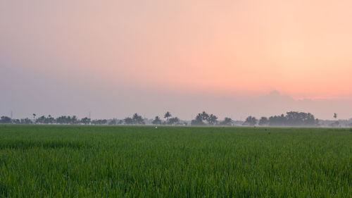 Scenic view of agricultural field against clear sky