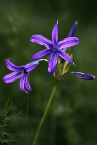 Close-up of purple flowers blooming outdoors