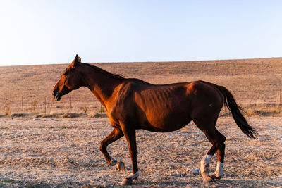 Horse standing in ranch against sky