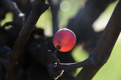 Close-up of red fruit on tree