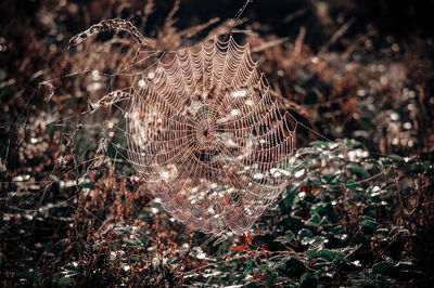 Close-up of spider web on plant in field