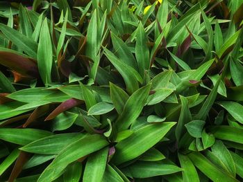 Full frame shot of fresh green leaves