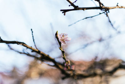 Low angle view of cherry blossom