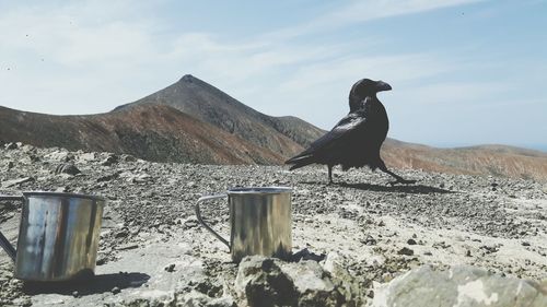 Bird on sand against sky