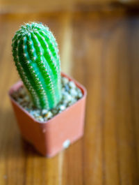 Close-up of green leaf on table