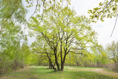 View of trees on landscape against sky