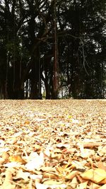 Fallen leaves on tree trunk in forest