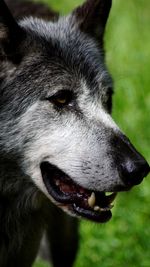 Close-up of wolf