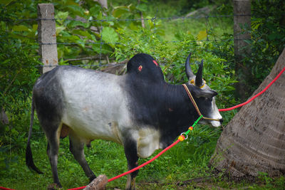 Horse standing in a field