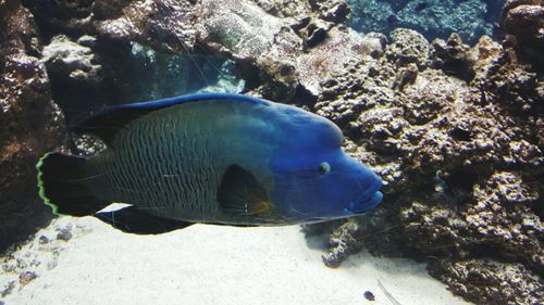 Close-up of fish swimming in sea