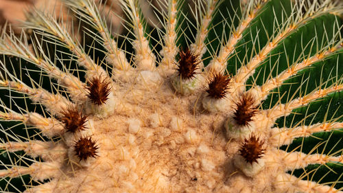 Close-up of cactus plant growing on field