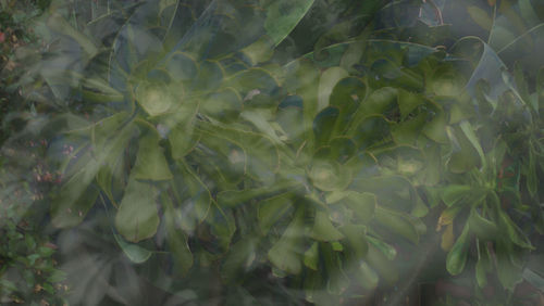 Full frame shot of white flowering plant