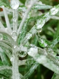 Close-up of frozen plant