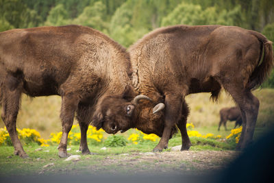 Side view of american bison fighting on field